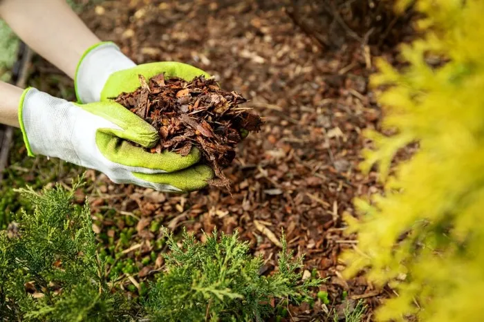 Excellent Mulching in Antioch, CA