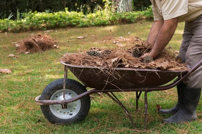 How To Clean A Backyard in Antioch, CA