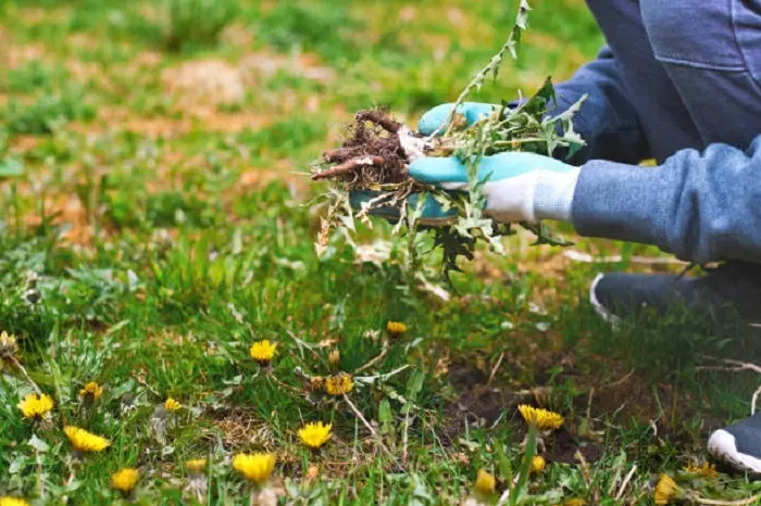 How to clear a yard full of weeds Antioch, CA