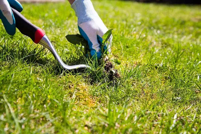 How to clear a yard full of weeds in Antioch, CA